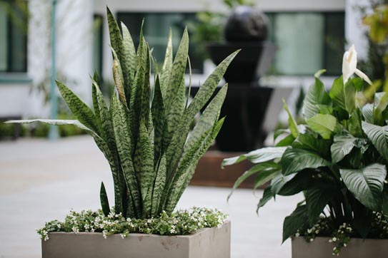 1825 Mission photo 23